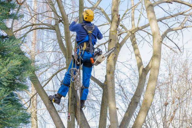 Best Stump Grinding and Removal  in Alondra Park, CA