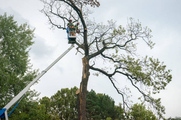 Best Tree Health Inspection  in Alondra Park, CA