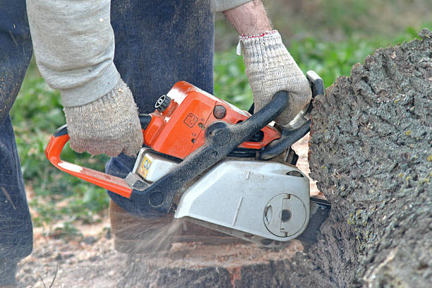 Best Arborist Consultation Services  in Alondra Park, CA