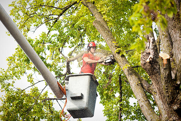 Best Palm Tree Trimming  in Alondra Park, CA