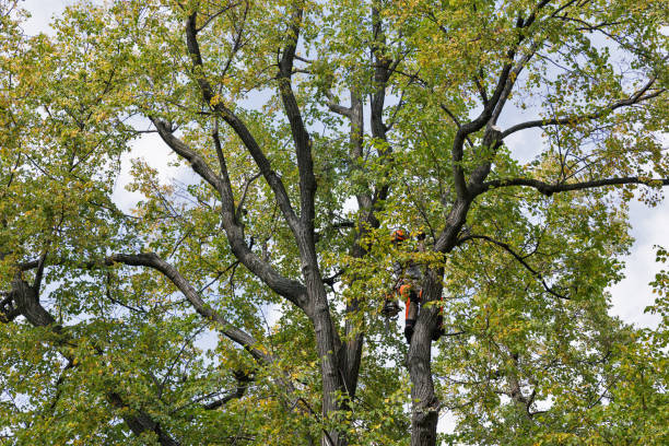 Best Tree Maintenance Programs  in Alondra Park, CA